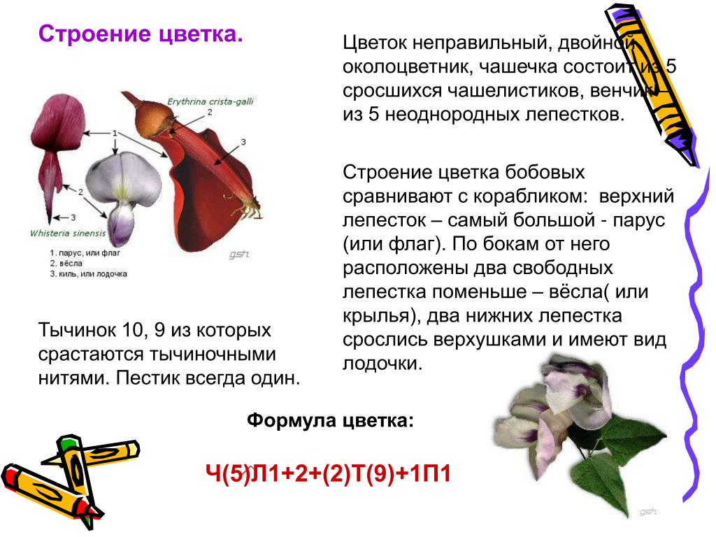 Лепестки венчика срастаются. Строение околоцветника бобовых. Строение цветка бобовых. Бобовые неправильные цветки. Какой околоцветник у бобовых растений.