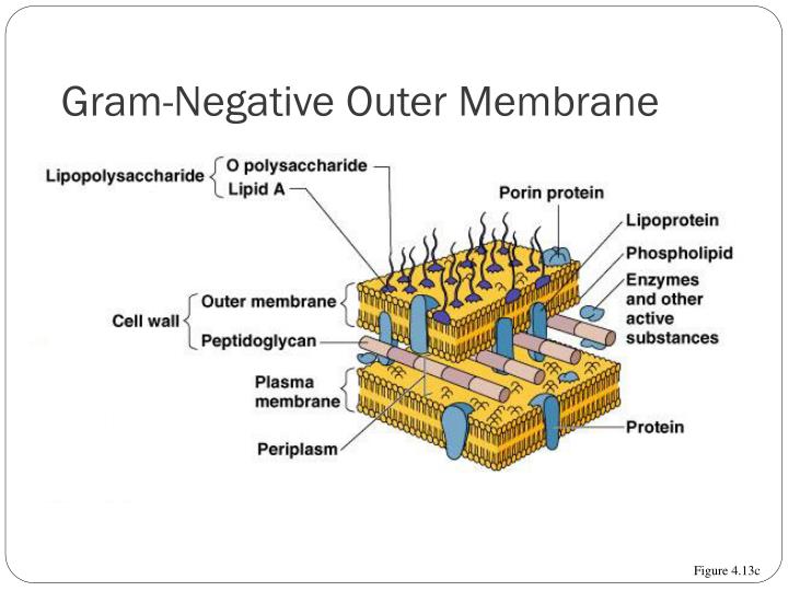 PPT - SC246: Microbiology PowerPoint Presentation - ID:3639938