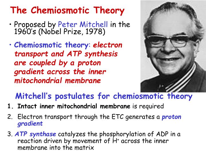 chemiosmotic theory