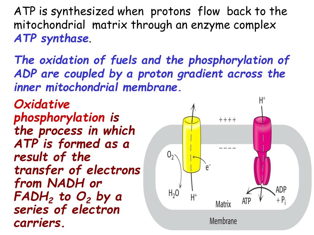 what is the energy source that drives the proton gradient what is the energy source that drives the proton gradient