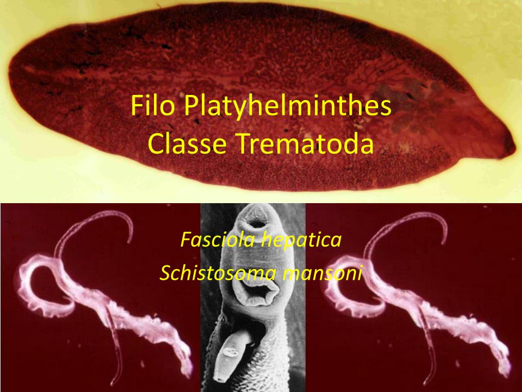 Filo platyhelminthes trematoda - Platyhelminthes osztály trematoda