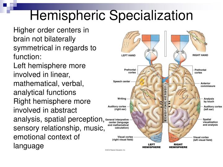 The Nervous System The Brain Chapter 16 PowerPoint Presentation ... Biology Diagrams