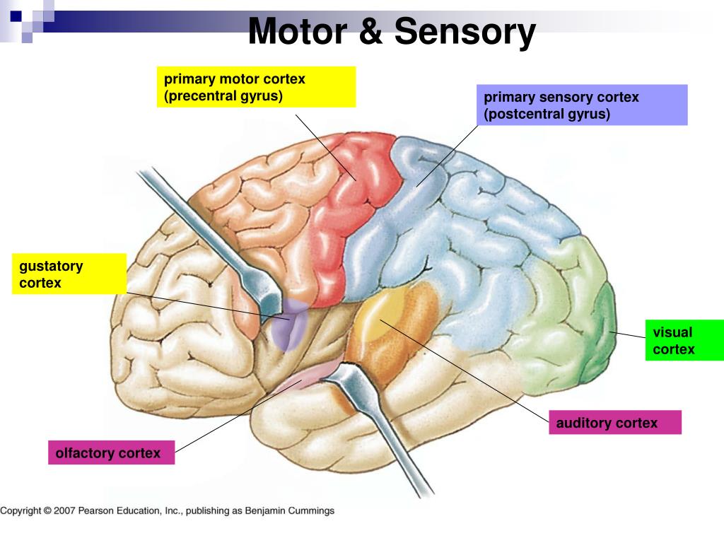 PPT The Nervous System The Brain Chapter 16 PowerPoint Presentation 