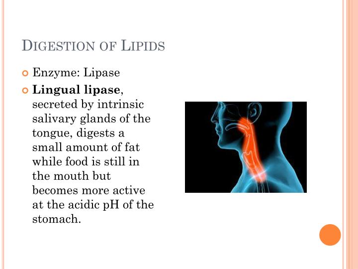 where are lipids digested