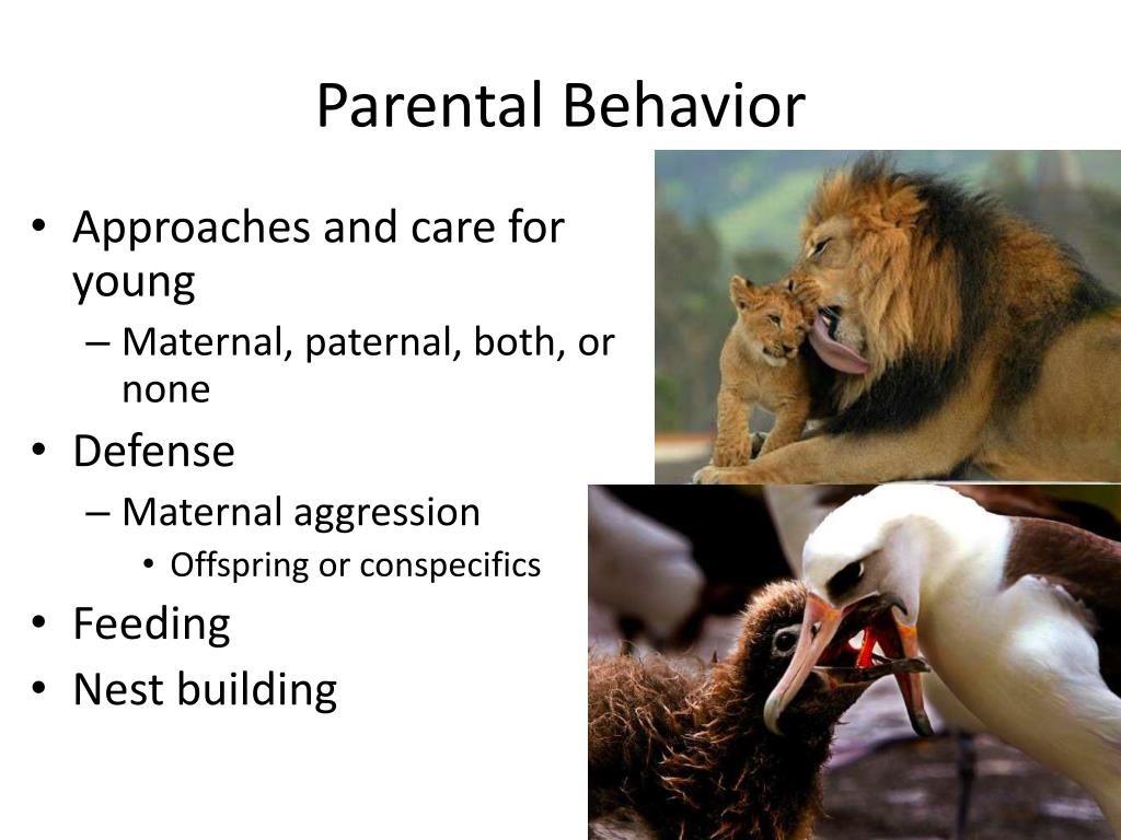 PPT - Animal Behavior PowerPoint Presentation, free download - ID:3641425