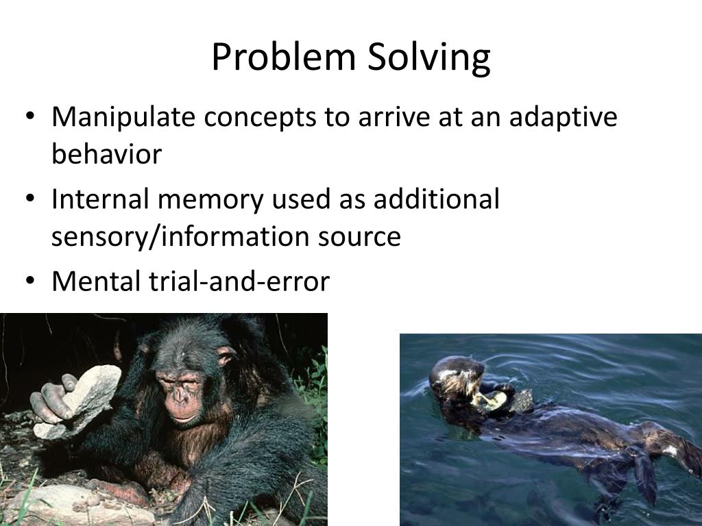 accurately describes problem solving behavior in animals