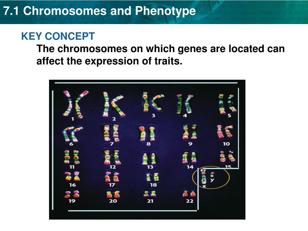 PPT - Set up Cornell Notes on pg. 77 Topic: 7.1 Chromosomes and