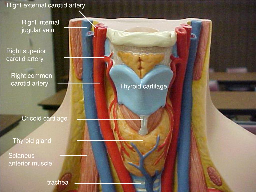 Jugular And Carotid Arteries In Neck