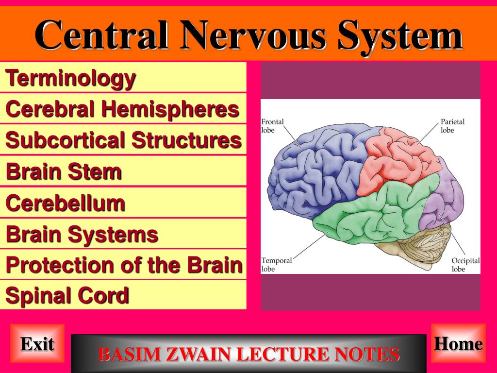 Nervous system brain. Central nervous System Brain. Central nervous System structure. Subcortical structures of the Brain. Central nervous System Anatomy.