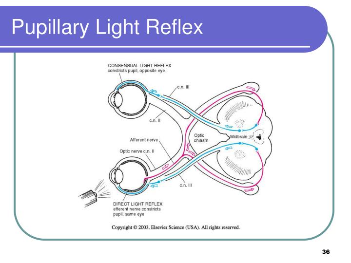 PPT - Assessment: Eyes and Ears PowerPoint Presentation - ID:3642525