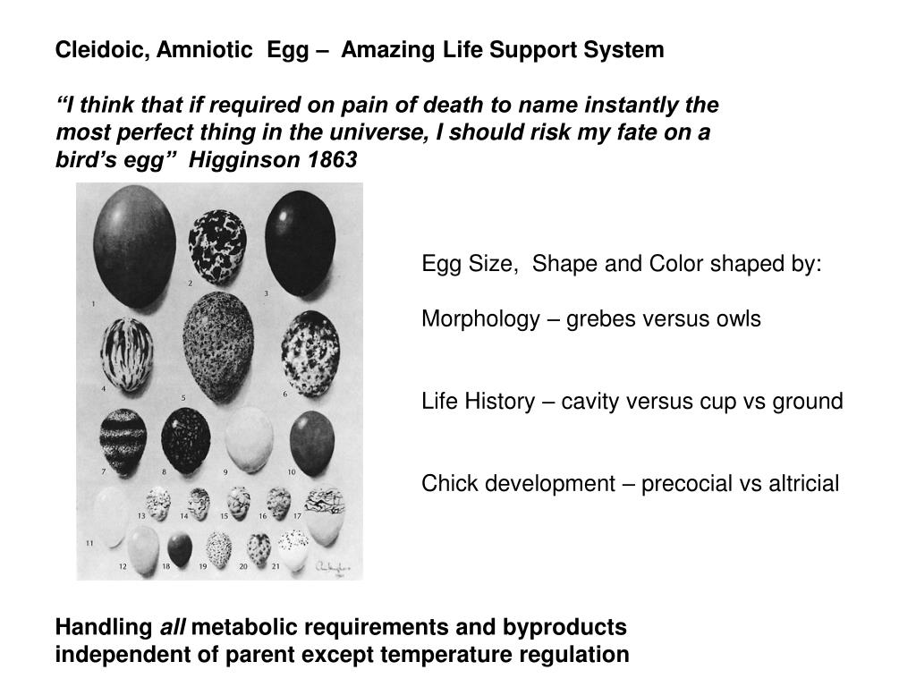 PPT - Cleidoic, Amniotic Egg – Amazing Life Support System PowerPoint  Presentation - ID:3643198