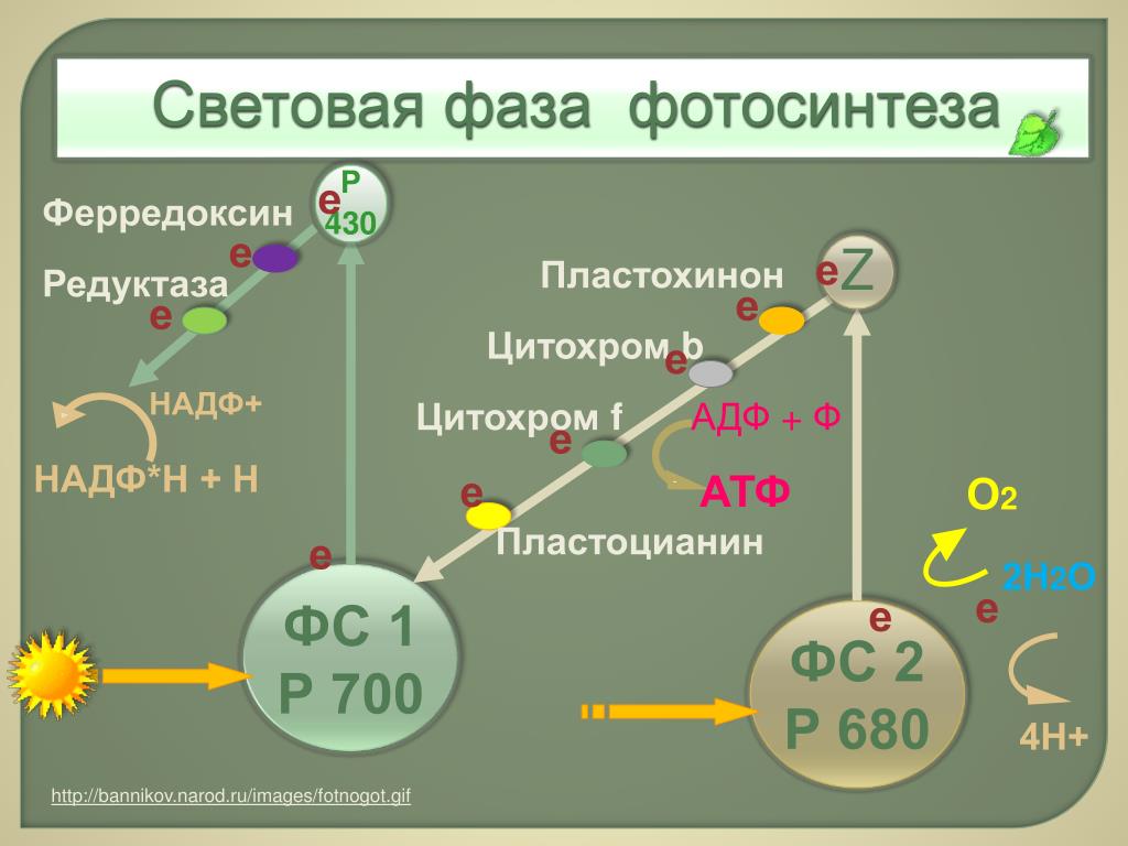 Атф и надф н. Фотосинтез световая фаза фотосистема 1 и 2. Световая фаза фотосистема 1 и фотосистема 2. Световая фаза фотосинтеза 2 фотосистемы. Фотосистема 1 и 2 фотосинтез кратко.