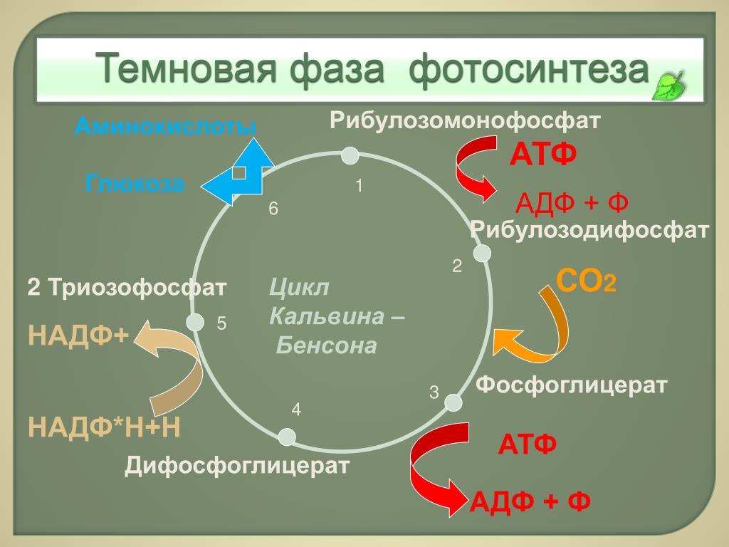 Темновая фаза продукты. Световая и темновая фаза фотосинтеза цикл Кальвина. Цикл Кальвина с4. Темновые реакции: цикл Кальвина. Темновая фаза фотосинтеза схема.
