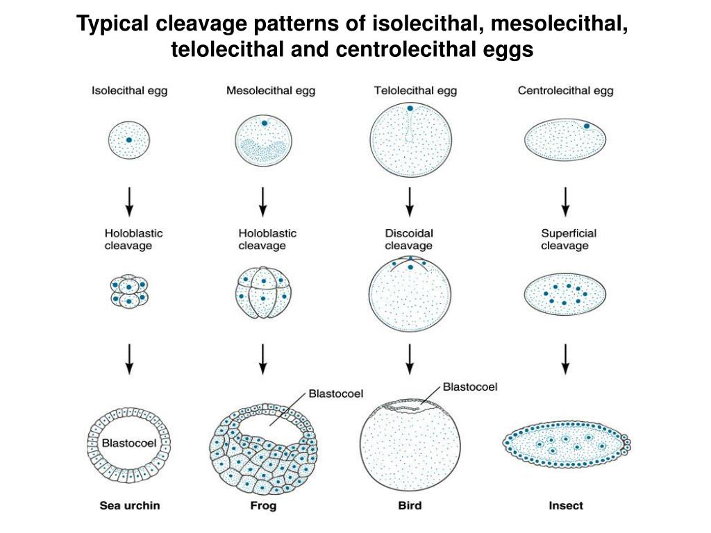 PPT Cleavage is the first phase of embryonic development PowerPoint