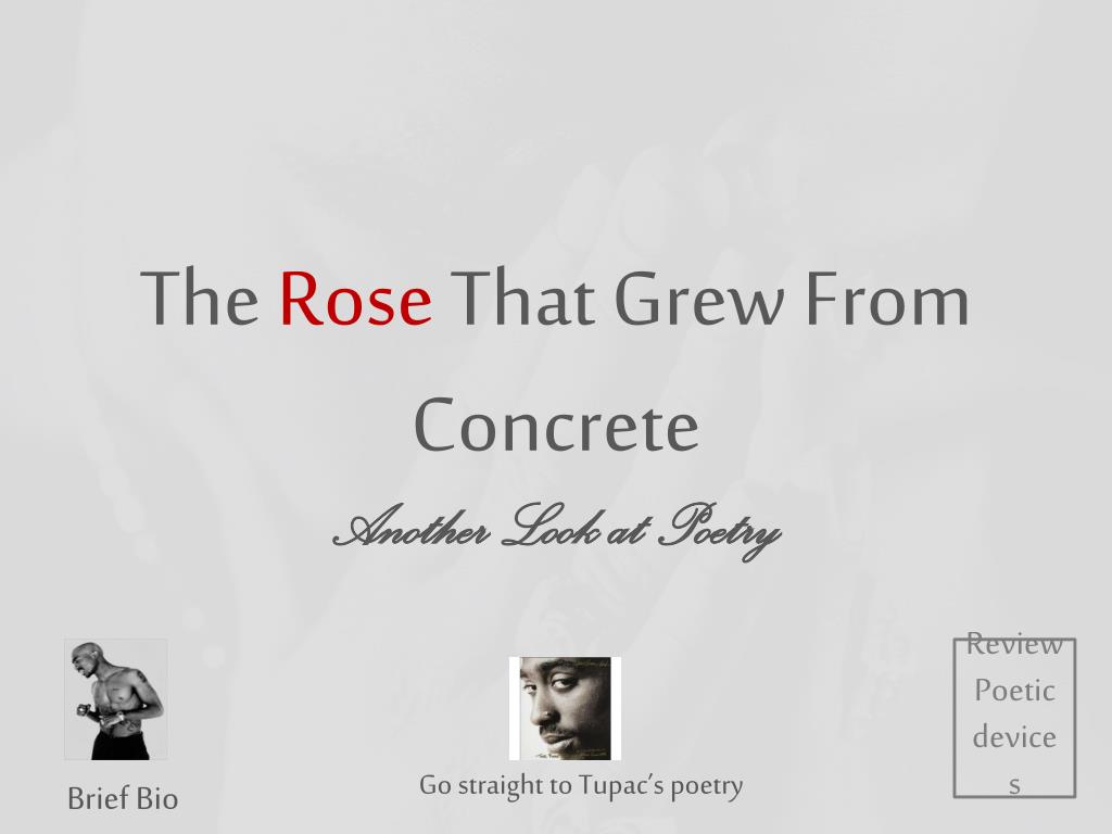 i am the rose that grew from concrete