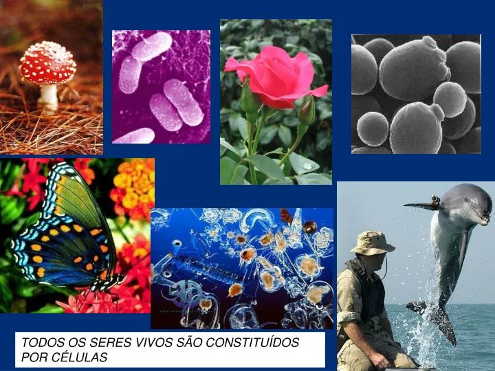 Os Vírus Distinguem Se De Todos Os Seres Vivos Porque