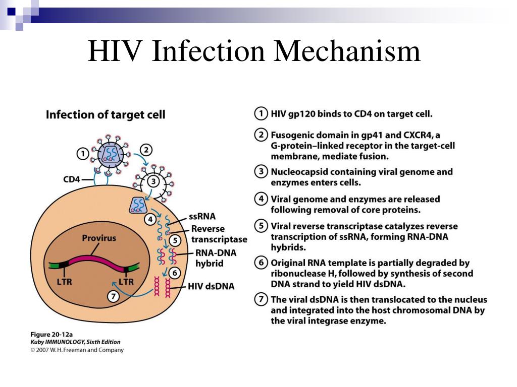 Human immunodeficiency virus. HIV virus. HIV-4 вирус. HIV mechanism. РНК HIV.