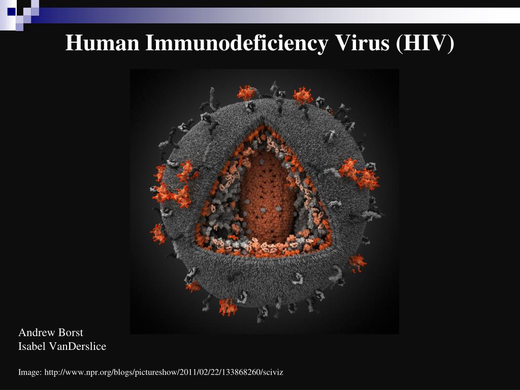 Human Immunodeficiency virus model. Human immunodeficiency virus 1