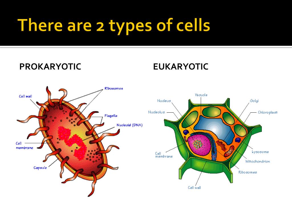 Prokaryotic cell simple