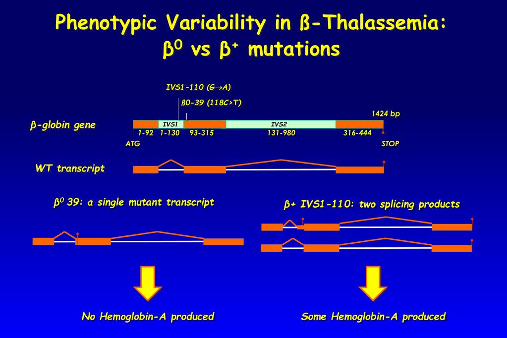PPT - Gene transfer for the cure of ß-thalassemia and ...