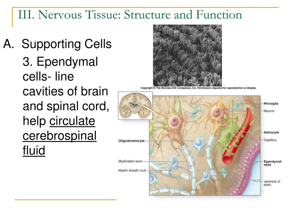PPT - Chapter 7: The Nervous System PowerPoint Presentation, free