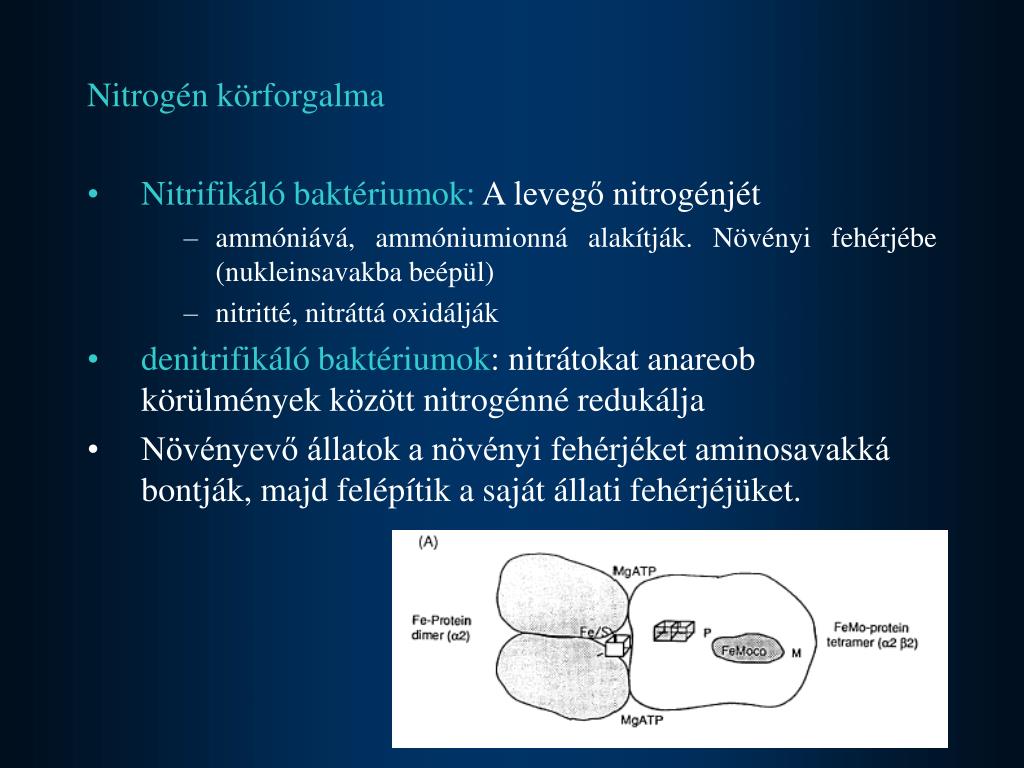 PPT Nitrog ncsoport Elemei PowerPoint Presentation Free Download PPT Nitrog ncsoport Elemei PowerPoint Presentation Free Download