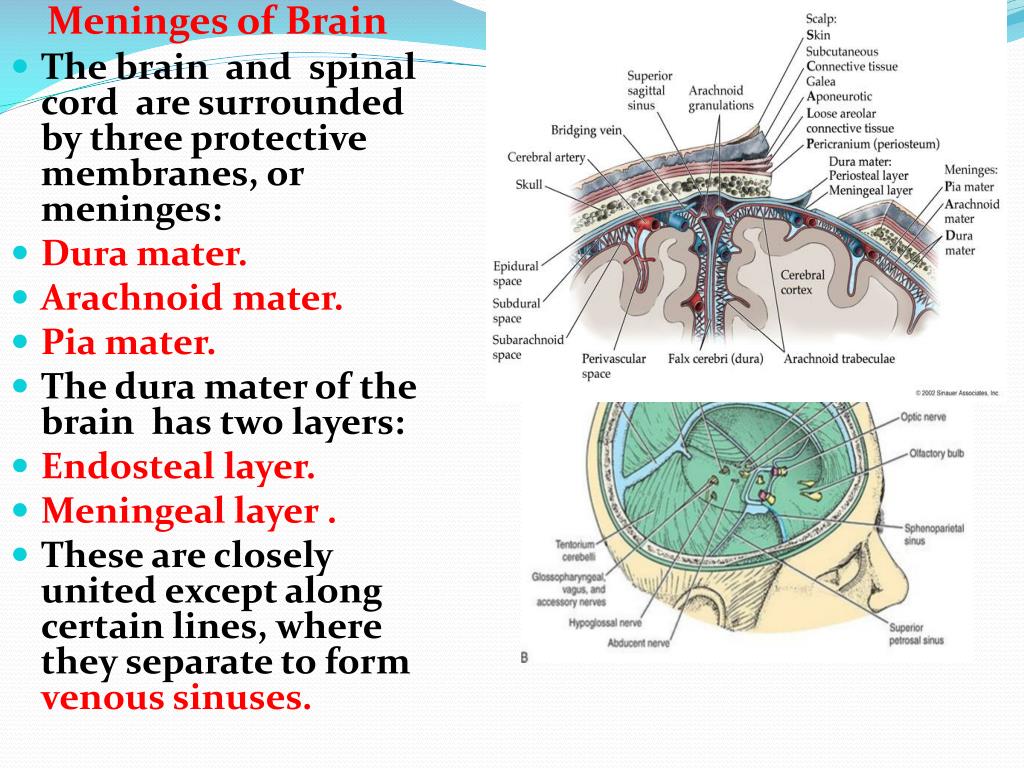 Ppt Meninges Powerpoint Presentation Free Download Id3652565
