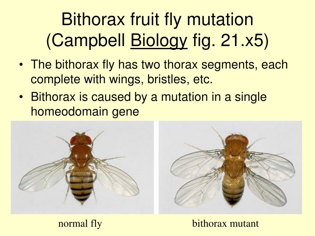 * Bithorax is caused by a mutation in a single homeodomain gene normal fly ...