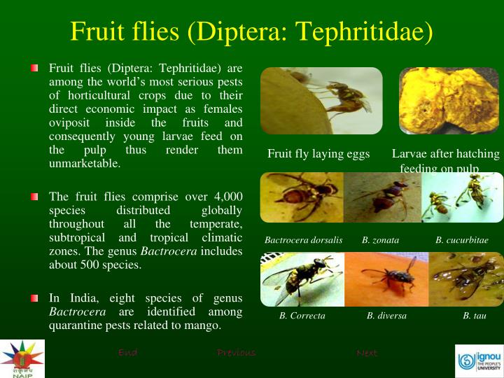 PPT - Identification, Symptoms, Nature of Damage of Mango Fruit Fly, Stone/Nut Weevil and Pulp ...