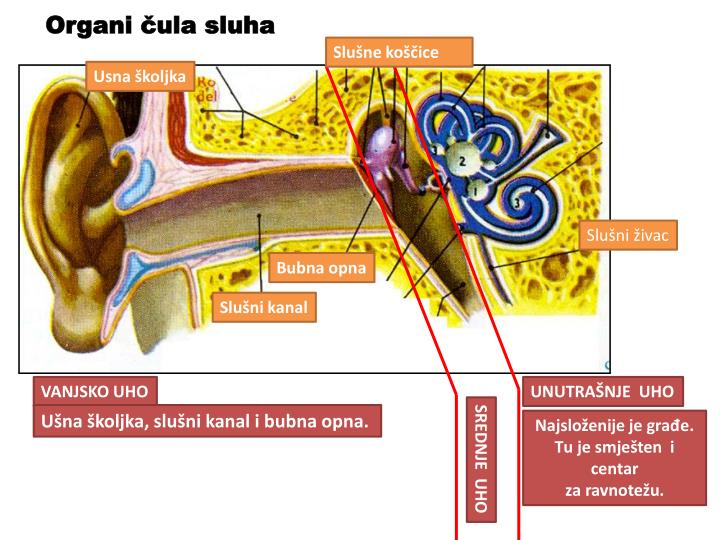 ppt-ula-sluh-i-miris-powerpoint-presentation-id-3655671