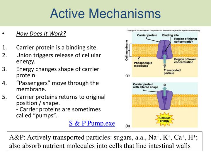 physioex cell transport mechanism Cell transport mechanisms and permeability activity 1: simulating dialysis (simple diffusion) chart 1 more about essay about physioex 3 review sheet. physioex cell transport mechanism Cell transport mechanisms and permeability activity 1: simulating dialysis (simple diffusion) chart 1 more about essay about physioex 3 review sheet.
