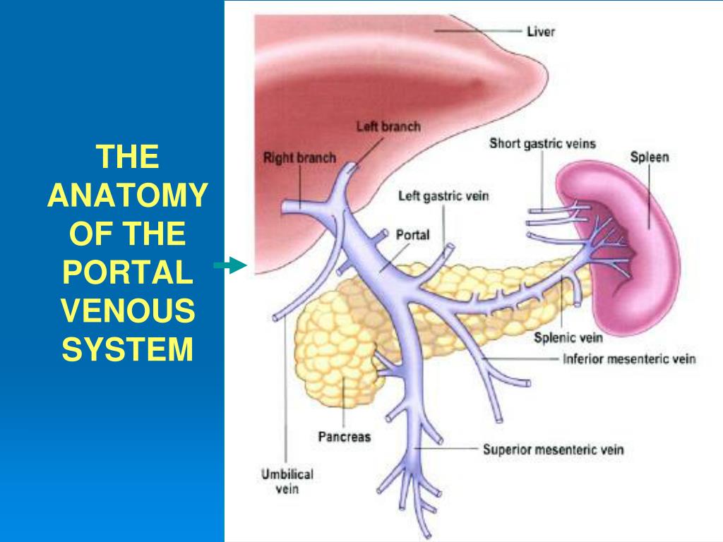 Печень портальный. Система воротной вены анатомия. Портальная Вена анатомия. Воротная система печени анатомия.