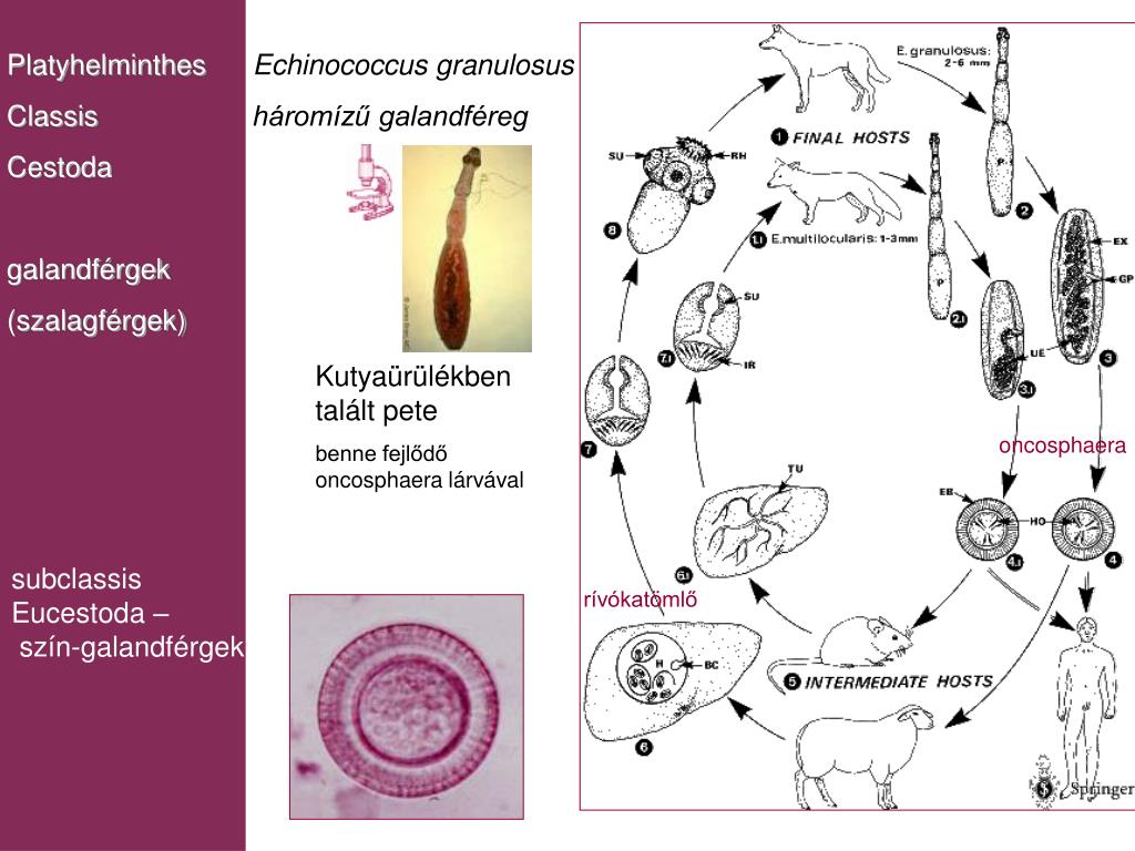 Ayurvédikus gyógymód a férgek ellen viszkető bőrparaziták