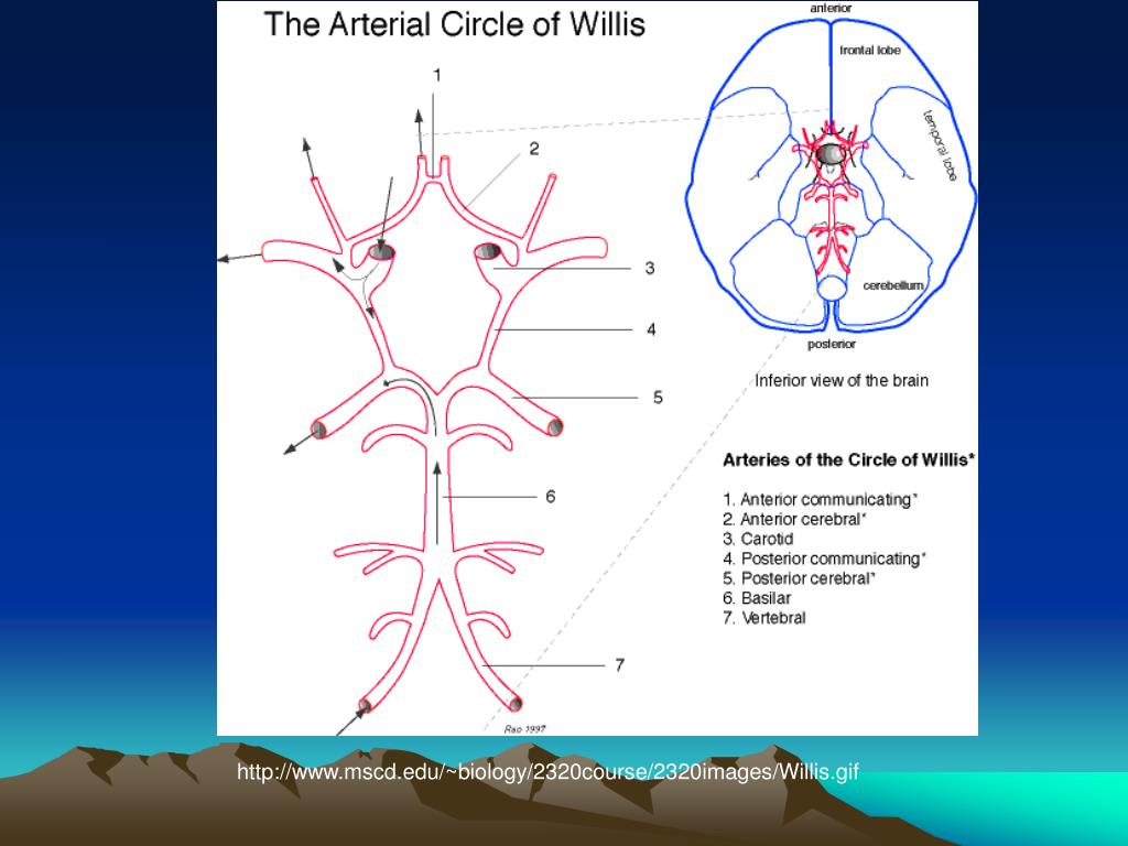 Виллизиев круг строение. Артерии мозга Виллизиев круг. Артерии Виллизиева круга анатомия. Кровоснабжение мозга Виллизиев круг. Кровообращение мозга. Виллизиев круг..
