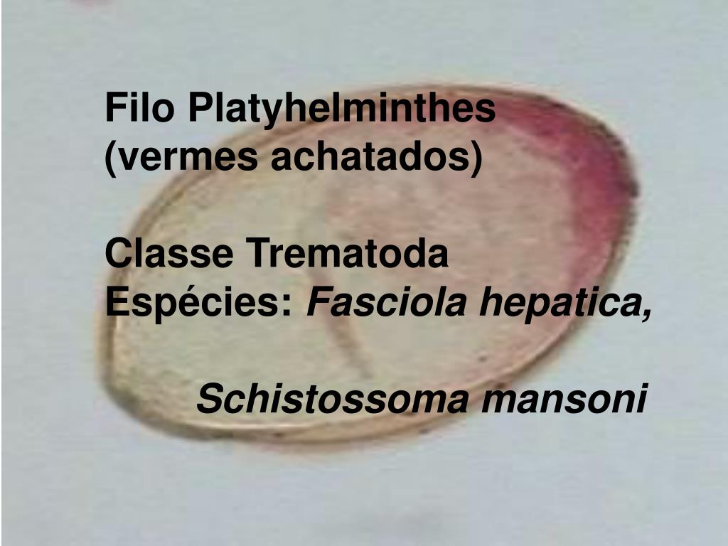 Filo platyhelminthes trematoda - A Metazoa filogénia feltételezett útvonalai