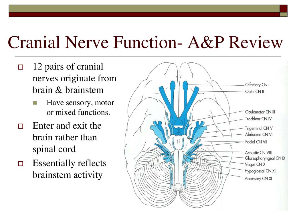 Ppt Cranial Nerve Function A P Review Powerpoint Presentation Free Download Id 3662358