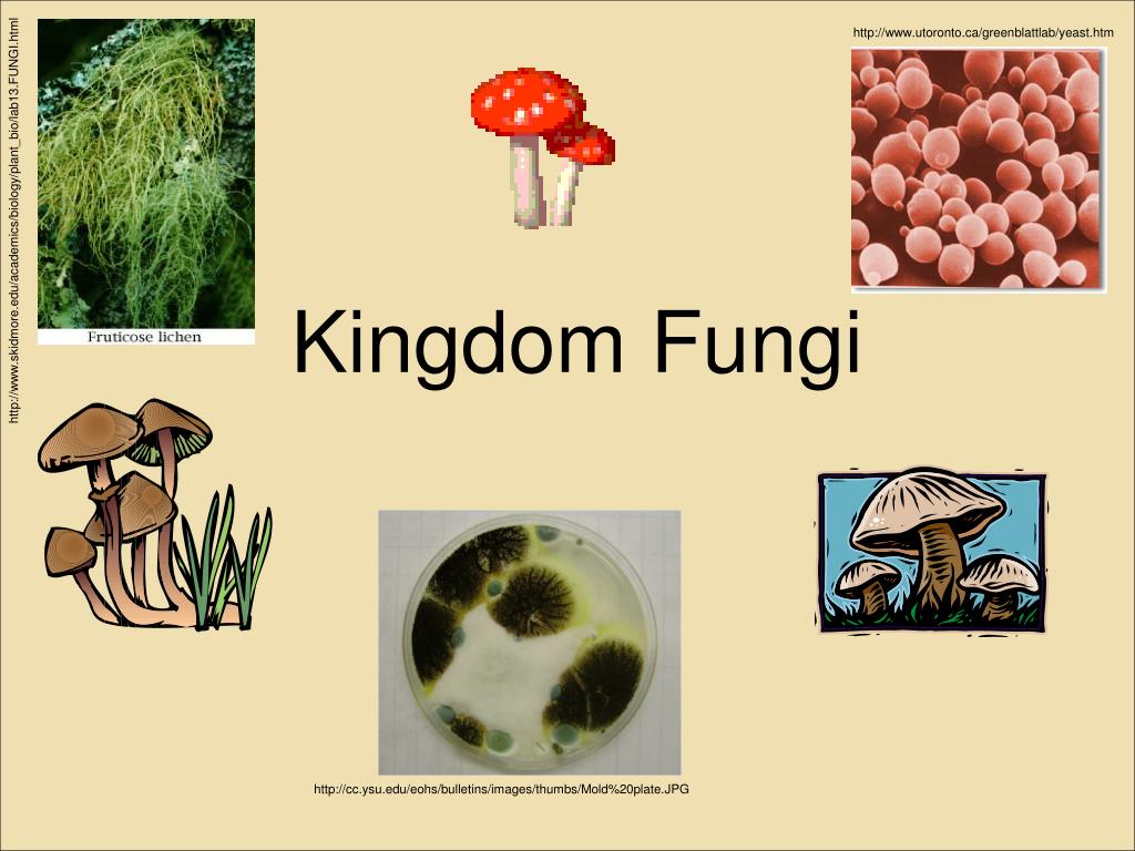 Biology Kingdom Fungi Askiitians - Riset