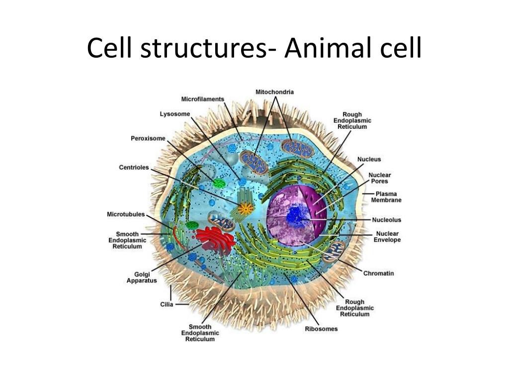 PPT - Lab 2: Cells PowerPoint Presentation, free download ...