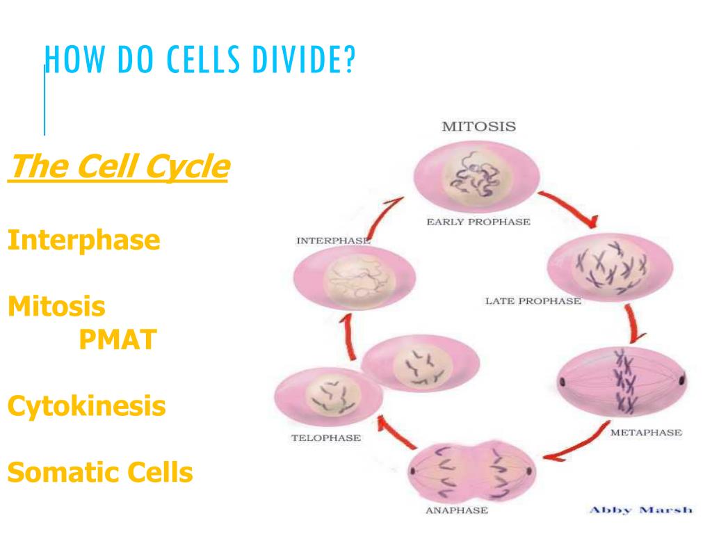 PPT - Biology EOCT Review PowerPoint Presentation, free download - ID:3663358