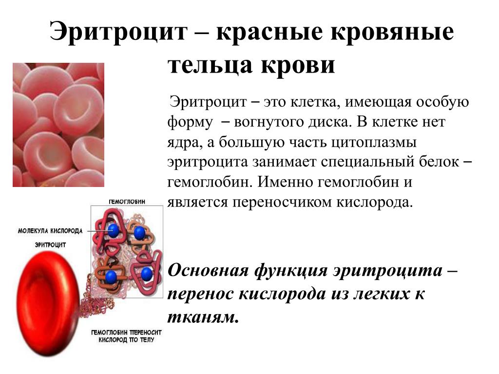 Эритроцит функции клетки. Эритроциты. Эритроциты человека. Кровяные тельца. Эритроциты красные кровяные клетки.