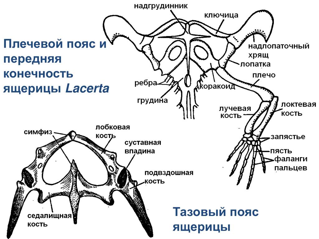 Скелет передних конечностей лягушки. Пресмыкающиеся пояс передних конечностей. Скелет пресмыкающихся пояс задних конечностей. Пресмыкающиеся скелет пояса передних конечностей. Скелет пояса верхних конечностей: пресмыкающие.