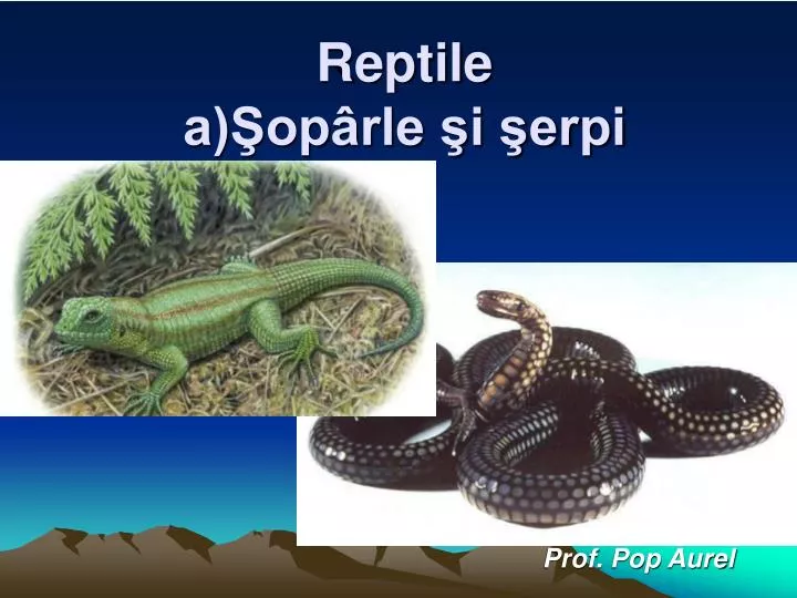 PPT - Reptile a)Şopârle şi şerpi PowerPoint Presentation, free download ...