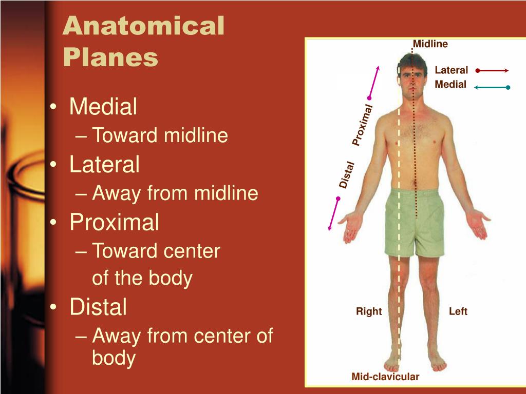 anatomical planes1 