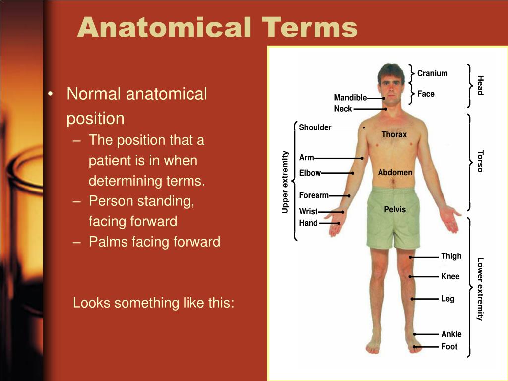 Anatomical position - noredtrek