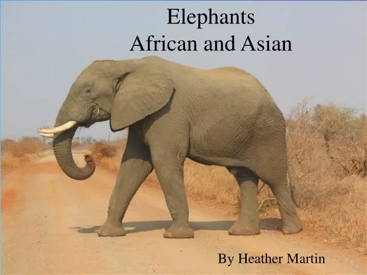 PPT - Elephants African and Asian PowerPoint Presentation, free 