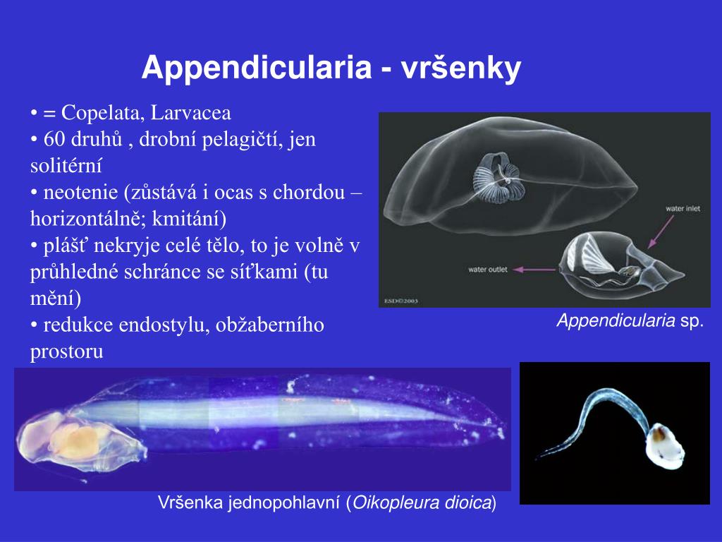 Аппендикулярии. Аппендикулярия Oikopleura dioica. Класс аппендикулярии. Аппендикулярии строение. Жизненный цикл аппендикулярий.