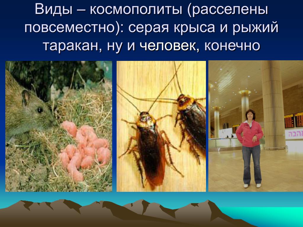 Космополит В Биологии