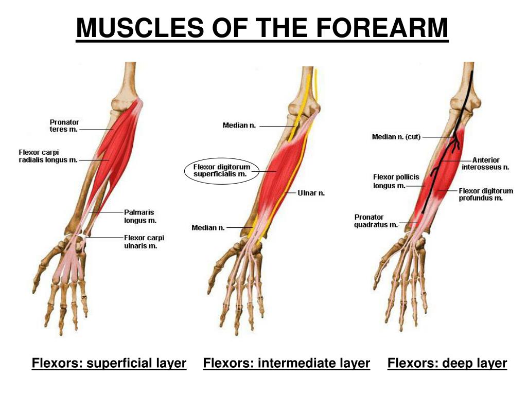 PPT - PRACTICALS UPPER LIMBS OE EKPO PowerPoint Presentation, free ...