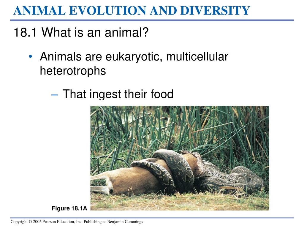 PPT - ANIMAL EVOLUTION AND DIVERSITY PowerPoint Presentation, free download  - ID:3675593