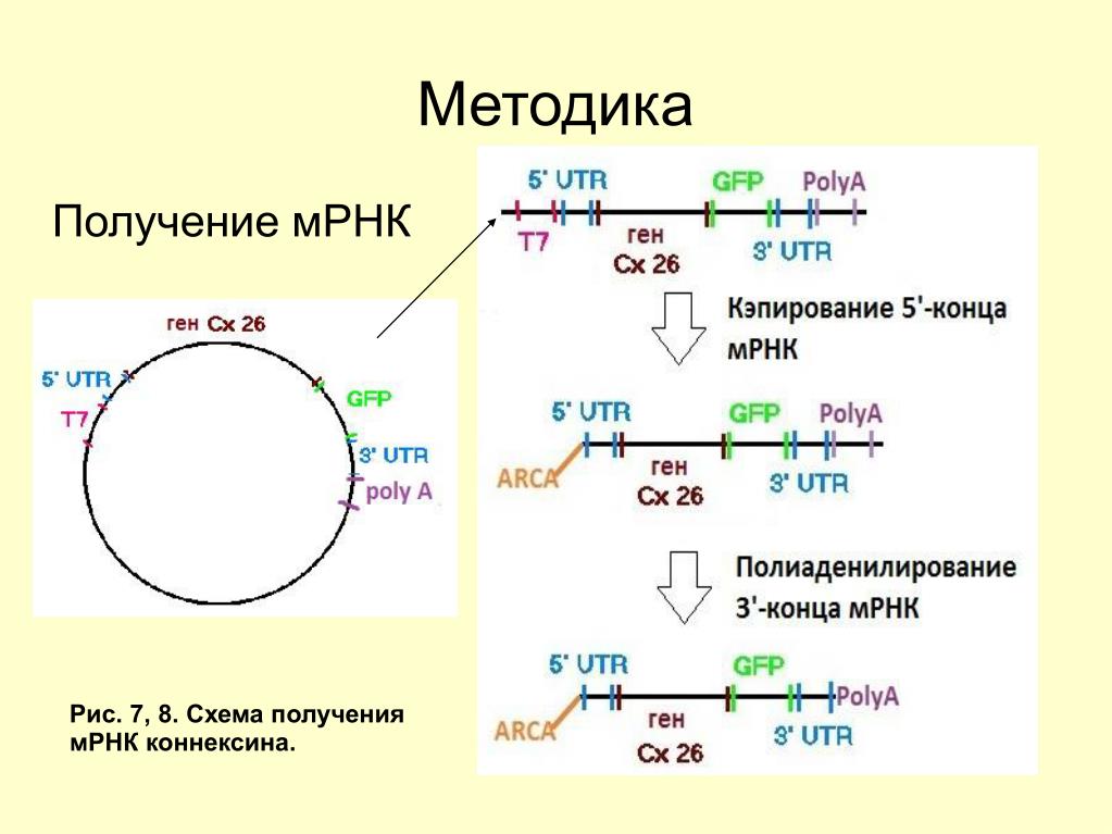 Процесс созревание рнк. МРНК схема строения. МРНК схема. Структура МРНК. Строение зрелой МРНК.